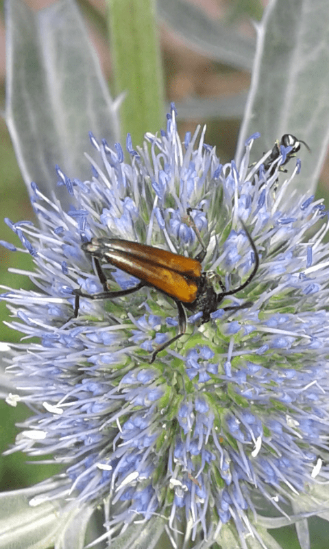 Cerambycidae: maschio di Stenurella melanura